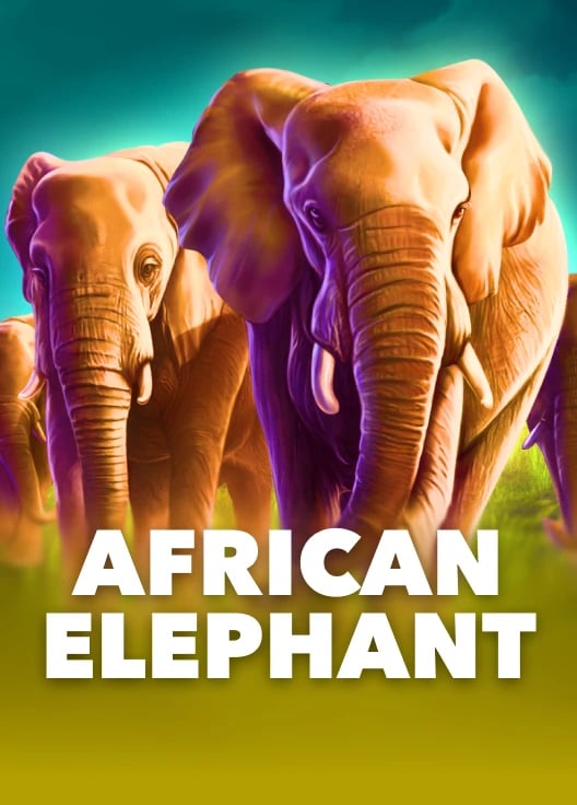African Elephant